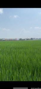 Land for Sale in Timba, Ahmedabad | Agriculture Land