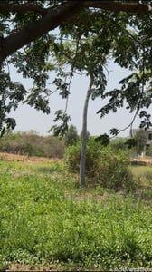 Property in Thol | Ahmedabad