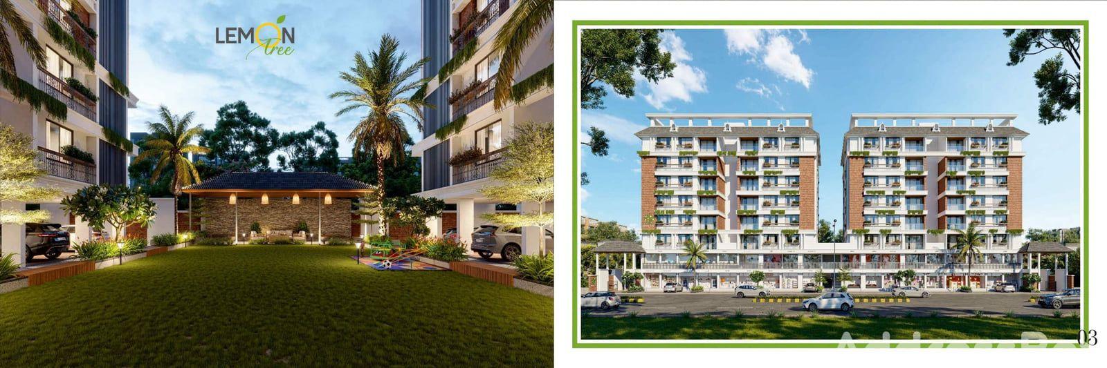 Lemon Tree - Commercial Lemon Tree - Commercial photo