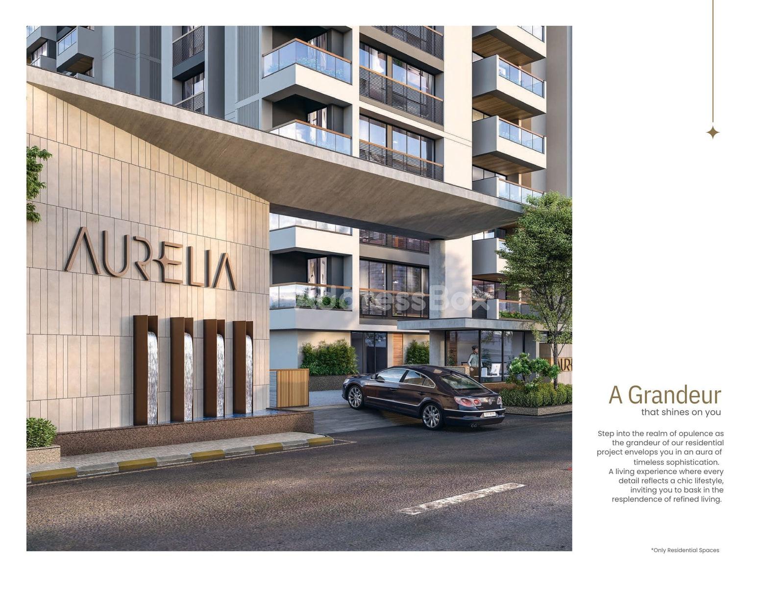 AURELIA AURELIA photo
