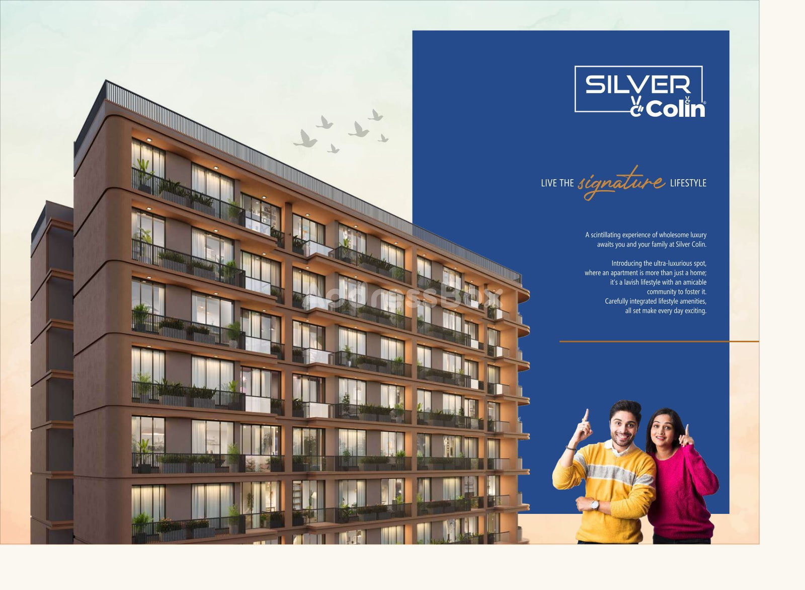 Silver Colin - Commercial photo