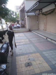 Shrimad Afford photo