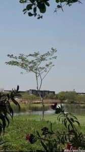 The Orchards photo